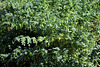 Cicer arietinum - Pois-chiche (2)