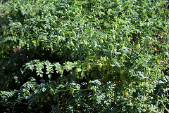 Cicer arietinum - Pois-chiche (2) Cicer arietinum - Pois-chiche (2)