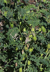 Cicer arietinum - Pois-chiche Cicer arietinum - Pois-chiche