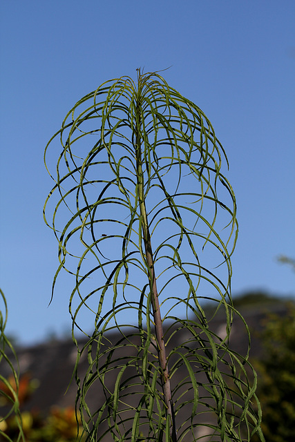 Helianthus salicifolius