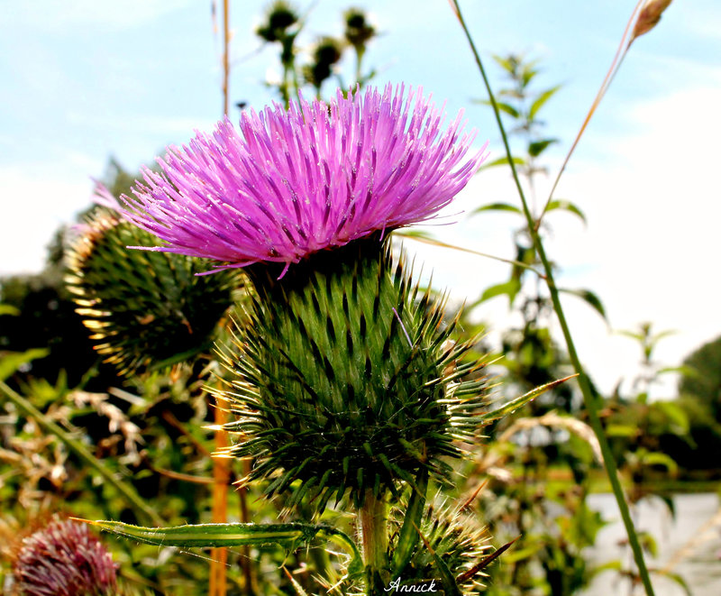 CENTAUREA ***