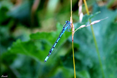 AGRION JOUVENCELLE *** AGRION JOUVENCELLE ***