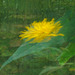 Bouquet mit Bokeh ;)