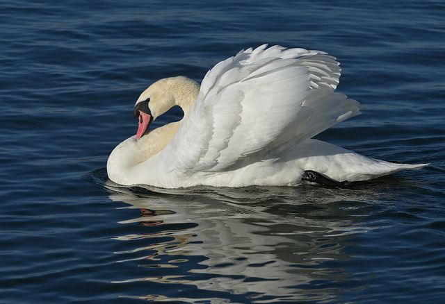 Sa Majesté le cygne