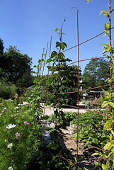 palissage des Haricots grimpants