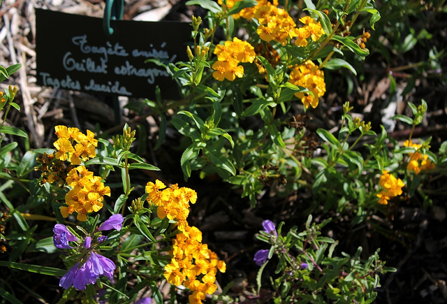 Tagetes lucida- parfum d'anis - Oeillet estragon