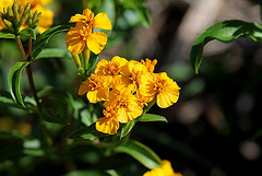 Tagetes lucida- Oeillet estragon - anisé