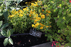 Tagetes lucida ( Oeillet estragon , parfum anisé)- entre Sauge Cassis et Sauge ananas