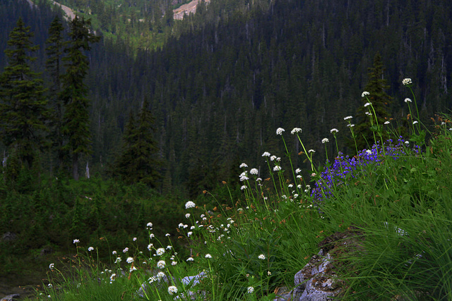 Wildflowers