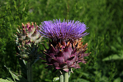 Cynara cardunculus - Cardon