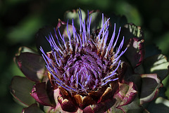 Cynara scolymus -Artichaut