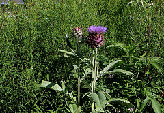 Cynara cardunculus - Cardon