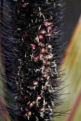 Pennisetum glaucum