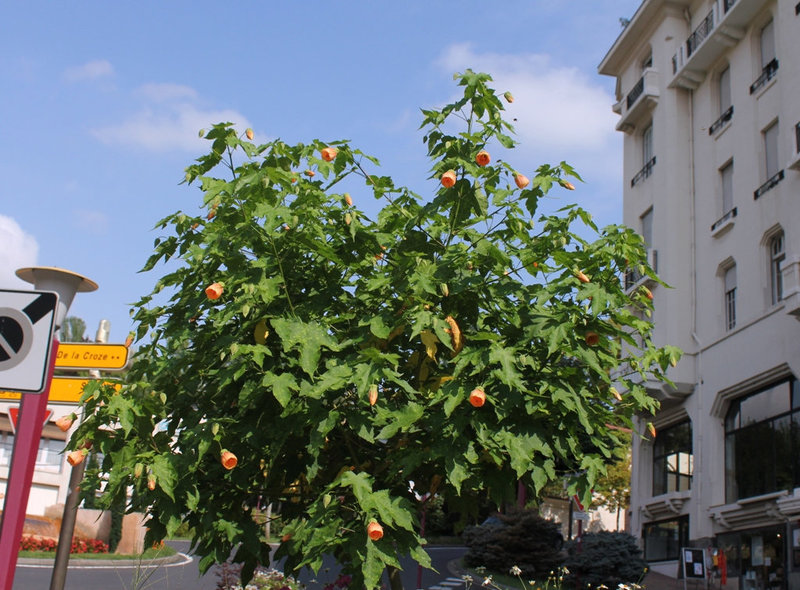 Abutilon pictum (4)