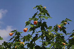 Abutilon pictum (2)