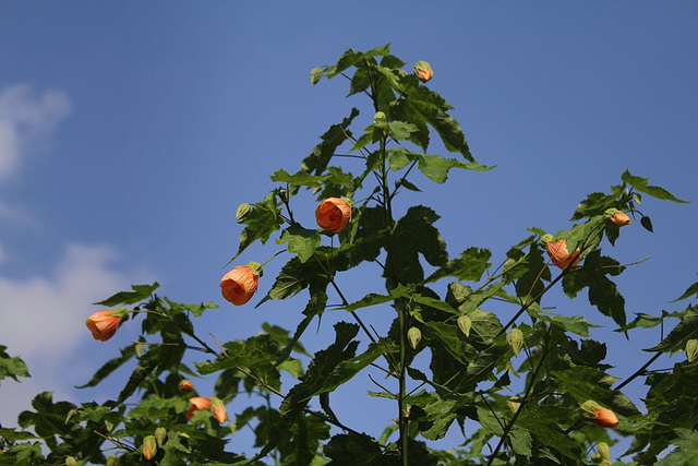 Abutilon pictum (2)