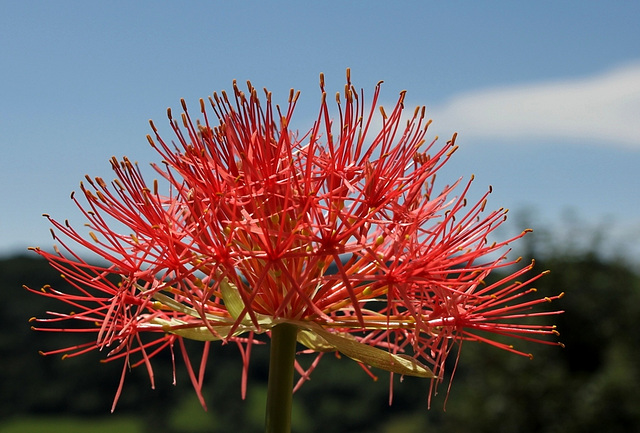 Scadoxus multiflorus (3)