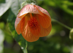 Abutilon pictum