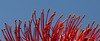 Scadoxus multiflorus- champs d'étamines dans le vent