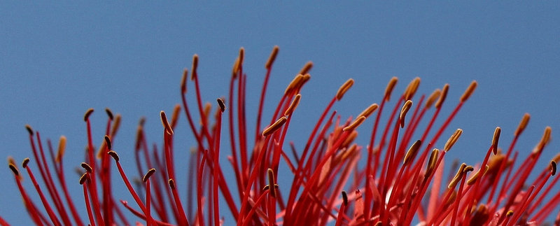 Scadoxus multiflorus- champs d'étamines dans le vent
