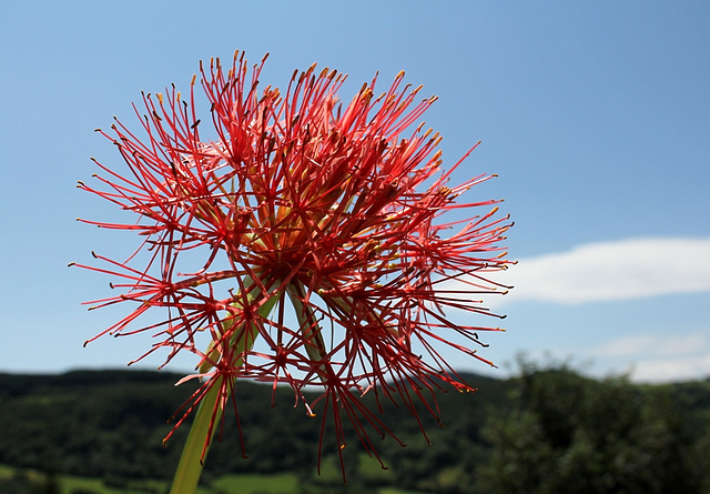 Scadoxus multiflorus