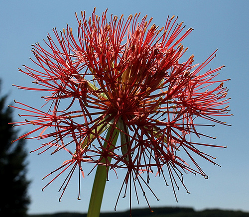 Scadoxus multiflorus - rosace sur ciel