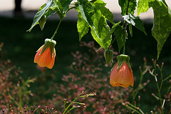 Abutilon pictum  (2)