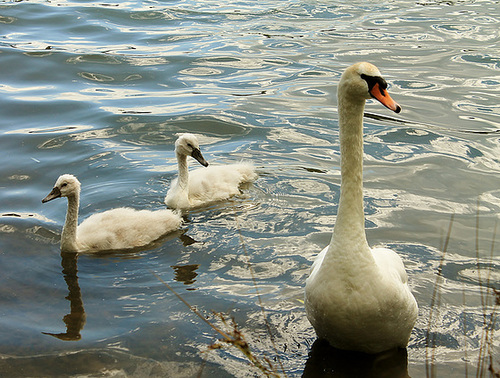 MAMAN CYGNE & SES PETITS ***