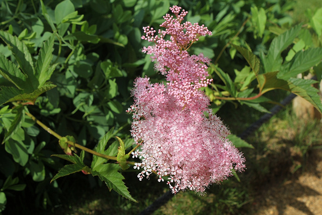 Astilbe (2)