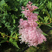 Astilbe (2)