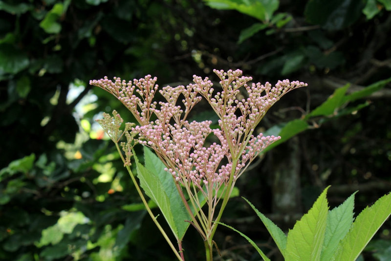 Astilbe (3)