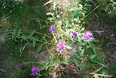 Fleurs dans la Montagne Noire