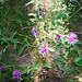 Fleurs dans la Montagne Noire