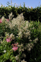 Astilbes et Persicaria polymorpha