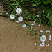 Erigeron