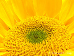 Sunflower Macro 031213