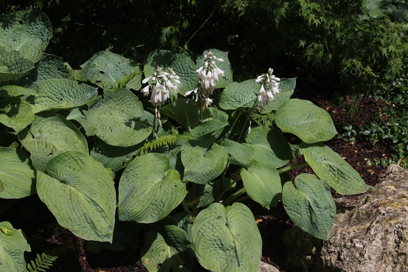 Hosta