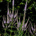 Veronicastrum virginicum