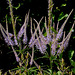 Veronicastrum virginicum