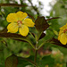 Lysimachia ciliata 'Firecraker'