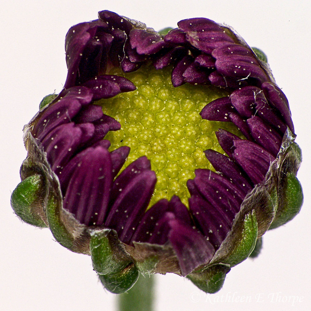 Magenta Mum Bud