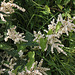 Persicaria polymorpha (2)