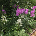 Phlox et Astilbes