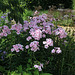 Phlox paniculata