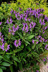 Prunella grandiflora