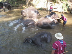 Bath time at Maesa Elephant Camp Chiang Mai