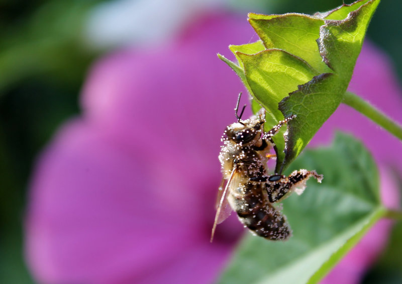 IL FAIT LE PLEIN DE POLLEN ****