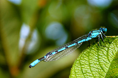 AGRION JOUVENCELLE ***