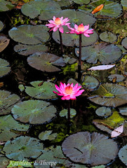 Water Lily Watercolor Eureka Springs 032613