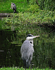 A HERON HERE, ANOTHER ONE THERE